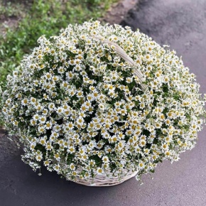 Композиция в корзине из 151 ромашки в Чехове