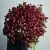 Монобукет из 75 кустовых роз Марун (70 см) в Чехове Монобукет из 75 кустовых роз Марун (70 см) в Чехове