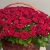 Композиция в корзине из 151 красной розы в Чехове Композиция в корзине из 151 красной розы в Чехове