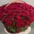 Композиция в корзине из 151 красной розы в Чехове Композиция в корзине из 151 красной розы в Чехове