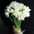 Букет из 25 нарциссов в Чехове Букет из 25 нарциссов в Чехове